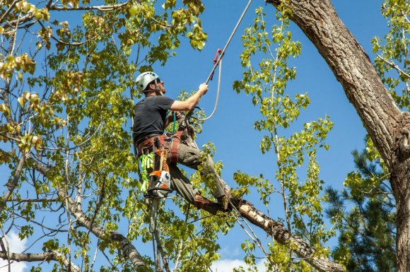 Professionnel pour l’élagage d’arbre dans un parc Saint‑Appolinaire