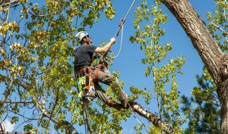 Professionnel pour l’élagage d’arbre dans un parc Saint‑Appolinaire